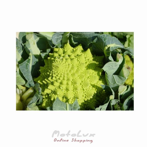Brokkoli Romanesco, 0,5 g, Tradition