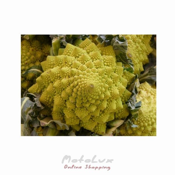 Brokkoli Romanesco, 0,5 g, Tradition