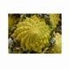 Brokkoli Romanesco, 0,5 g, Tradition